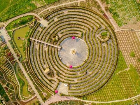 Me cung khong lo tu 12.000 cay hong loc tai Ha Noi hinh anh