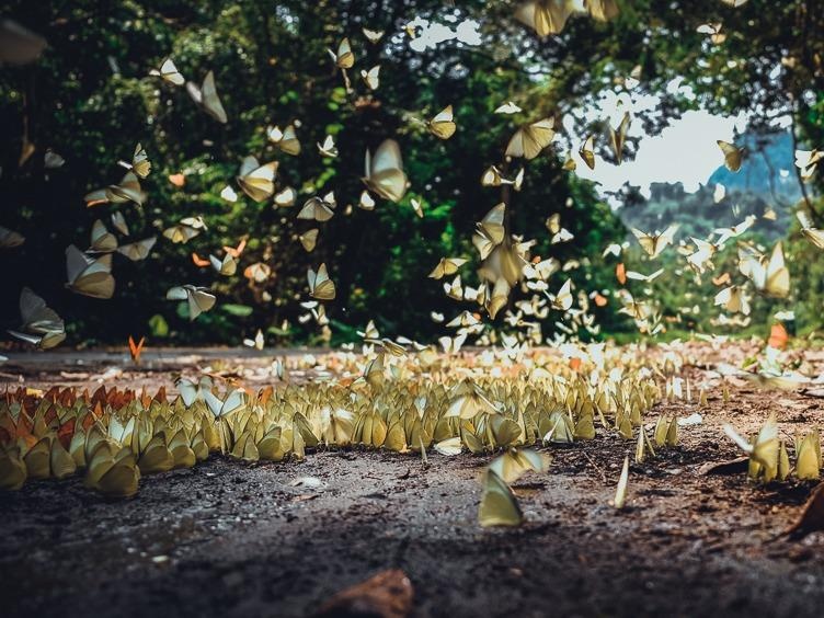 Buom rung bay ngop troi o Vuon quoc gia Cuc Phuong hinh anh