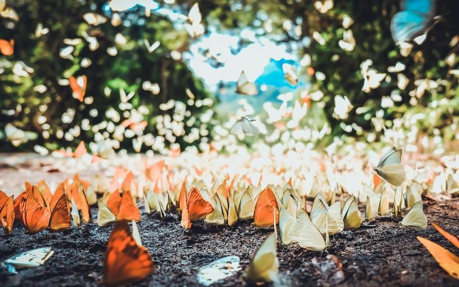 'Lac loi' giua rung buom o vuon quoc gia Cuc Phuong hinh anh