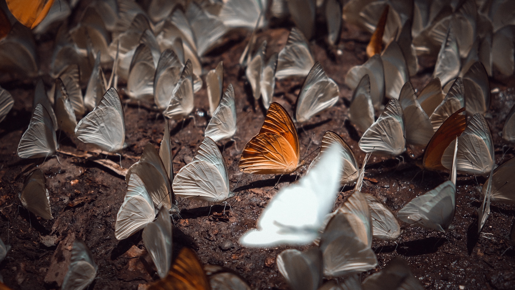 Bướm rừng Cúc Phương ảnh 4 Buom rung Cuc Phuong anh 4