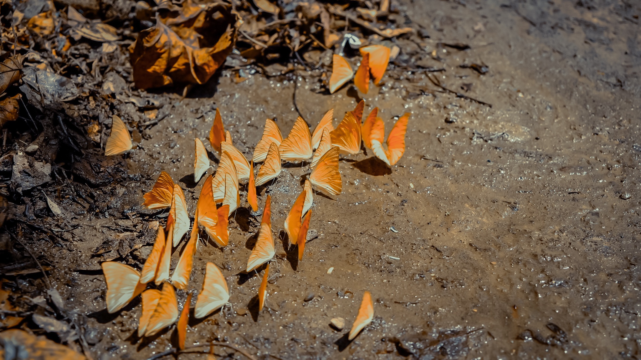 Bướm rừng Cúc Phương ảnh 8 Buom rung Cuc Phuong anh 8