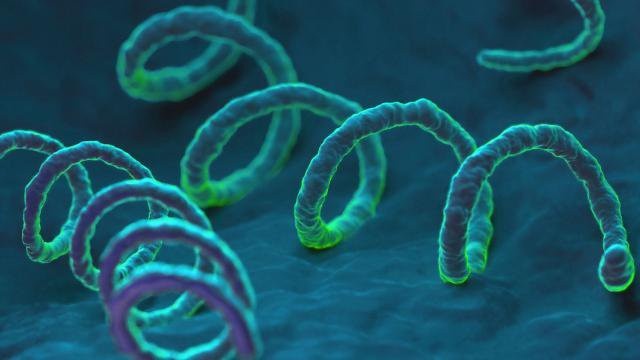 Bệnh giang mai ảnh 9 Benh giang mai anh 9