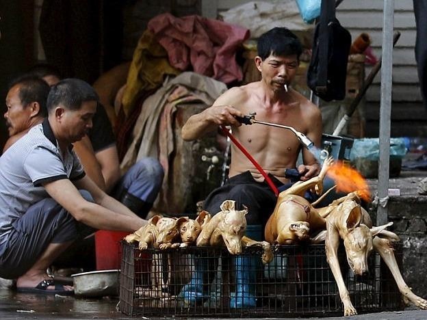 Nhung nguy hiem rinh rap suc khoe khi an thit cho hinh anh