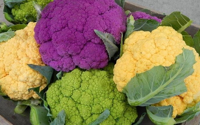 Thuc pham bien doi gen co an toan voi suc khoe? hinh anh