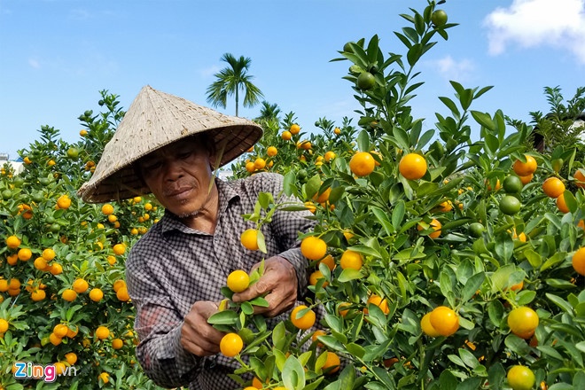 bài thuốc hay từ cây quất ảnh 1 bai thuoc hay tu cay quat anh 1