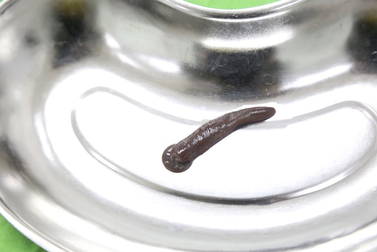 dia trau song trong co hong anh 1