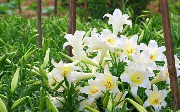 Canh giac voi nhung loai hoa dep ngay Tet nhung co doc hinh anh