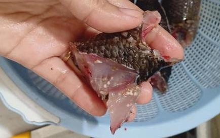 sán lá trong cá ảnh 1 san la trong ca anh 1