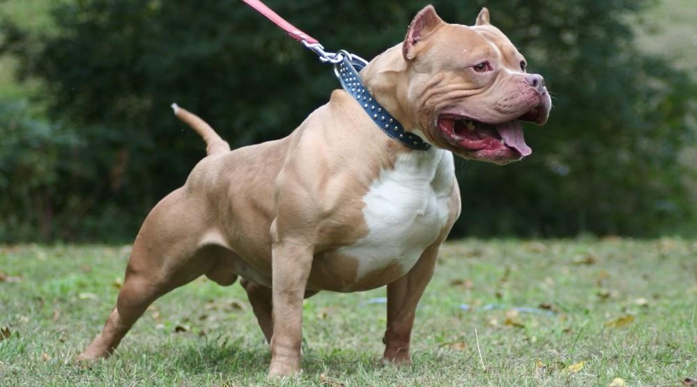 Be 3 tuoi bi cho pitbull nang 25 kg can nat dui hinh anh