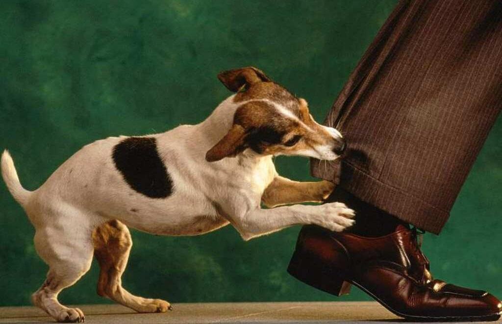 lam gi khi bi cho can anh 1