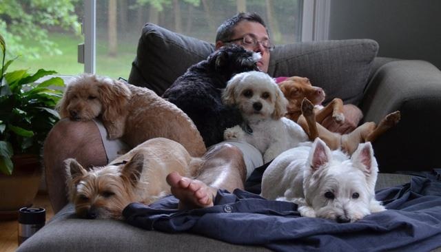 Bệnh có thể lây từ chó ảnh 1 Benh co the lay tu cho anh 1