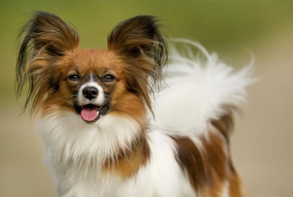 Bệnh có thể lây từ chó ảnh 4 Benh co the lay tu cho anh 4