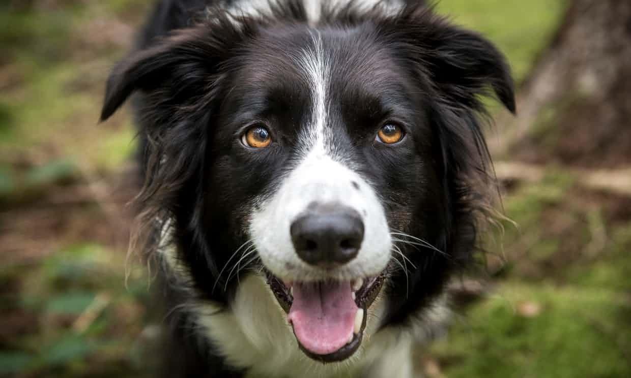 Bệnh có thể lây từ chó ảnh 5 Benh co the lay tu cho anh 5