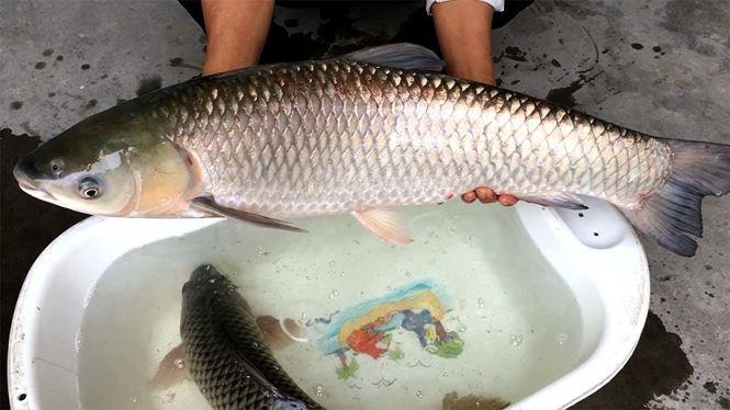 nuốt mật cá sống ảnh 1 nuot mat ca song anh 1