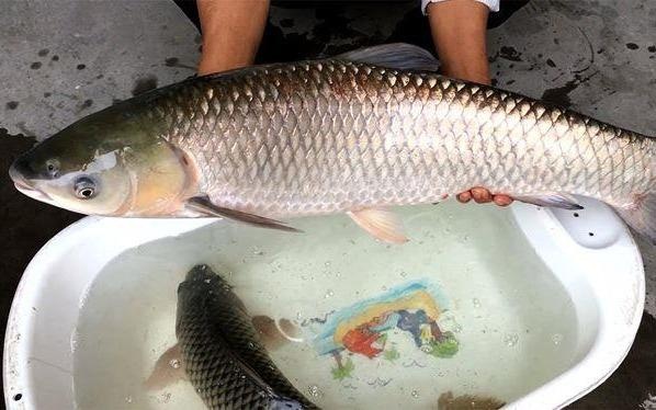 Men gan tang gap 200 lan vi nuot mat ca tram cung ruou hinh anh