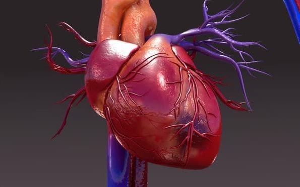 Trai tim o ngoai co the co dap nua khong? hinh anh