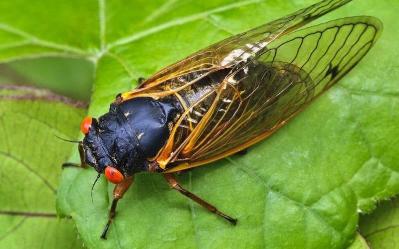 Uong ruou voi ve sau, nguoi dan ong suyt mat mang hinh anh