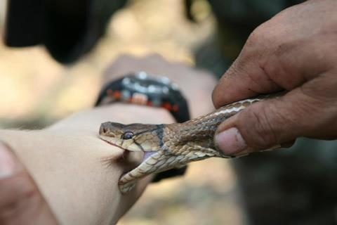 Sơ cứu rắn hổ mang cắn ảnh 4 So cuu ran ho mang can anh 4