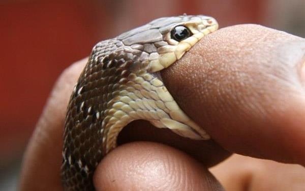 Ran ho mang nguy hiem the nao? hinh anh