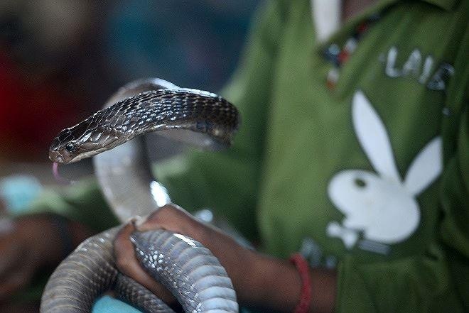 Sơ cứu rắn hổ mang cắn ảnh 3 So cuu ran ho mang can anh 3