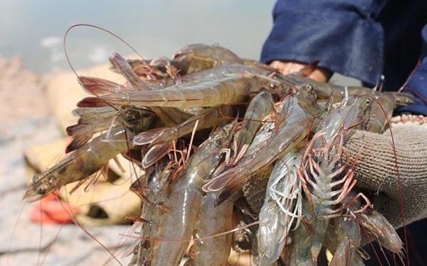 Cach nhan biet tom chua tap chat hinh anh