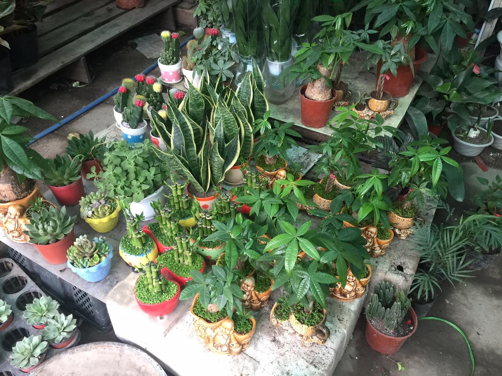 Cây cảnh có độc ảnh 1 Cay canh co doc anh 1