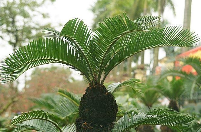 Nhung loai cay canh co doc ban khong ngo toi hinh anh