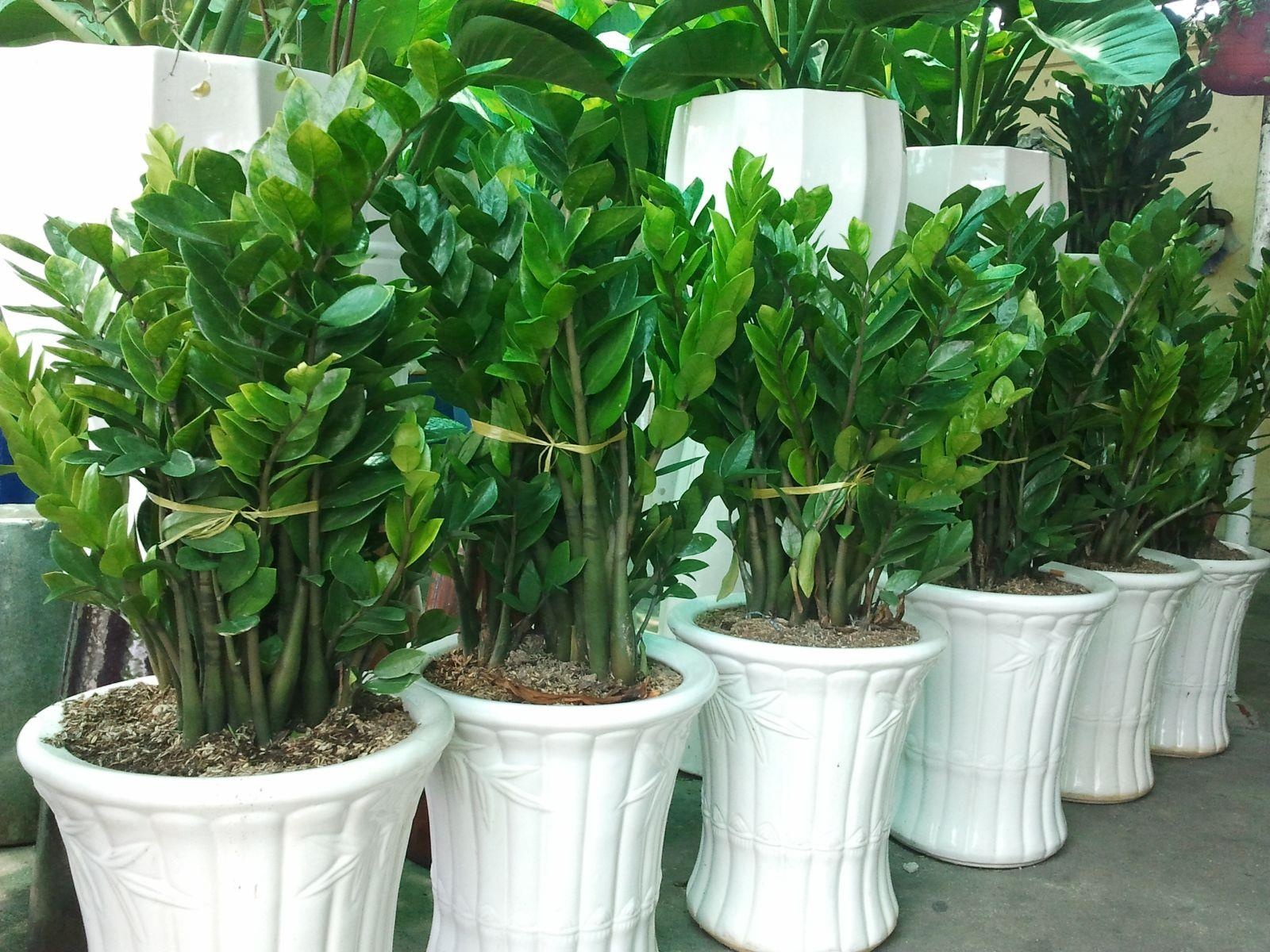 Cây cảnh có độc ảnh 3 Cay canh co doc anh 3