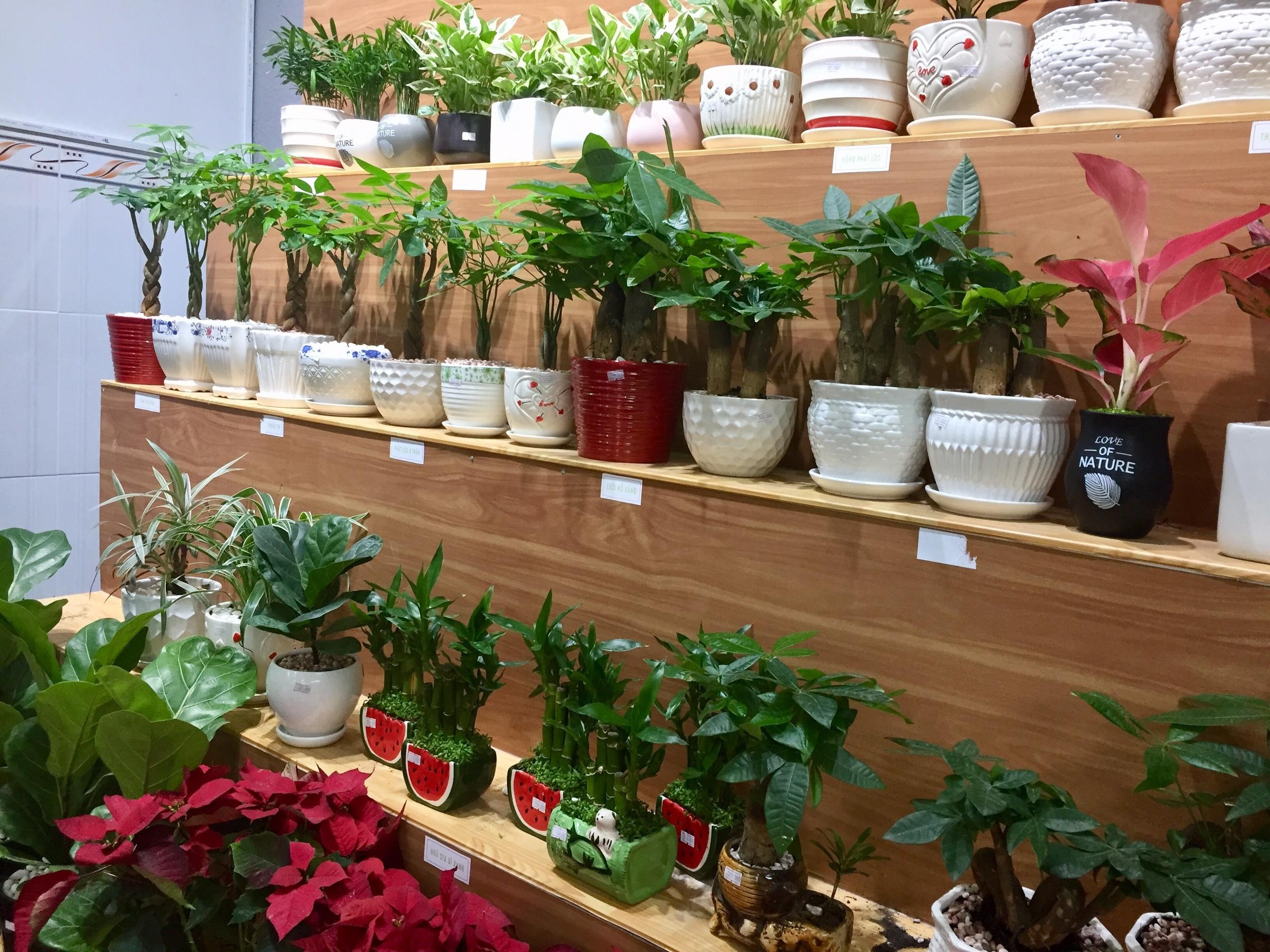 Cây cảnh có độc ảnh 4 Cay canh co doc anh 4