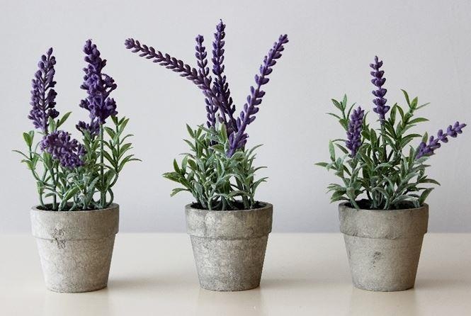 Cây cảnh có độc ảnh 5 Cay canh co doc anh 5