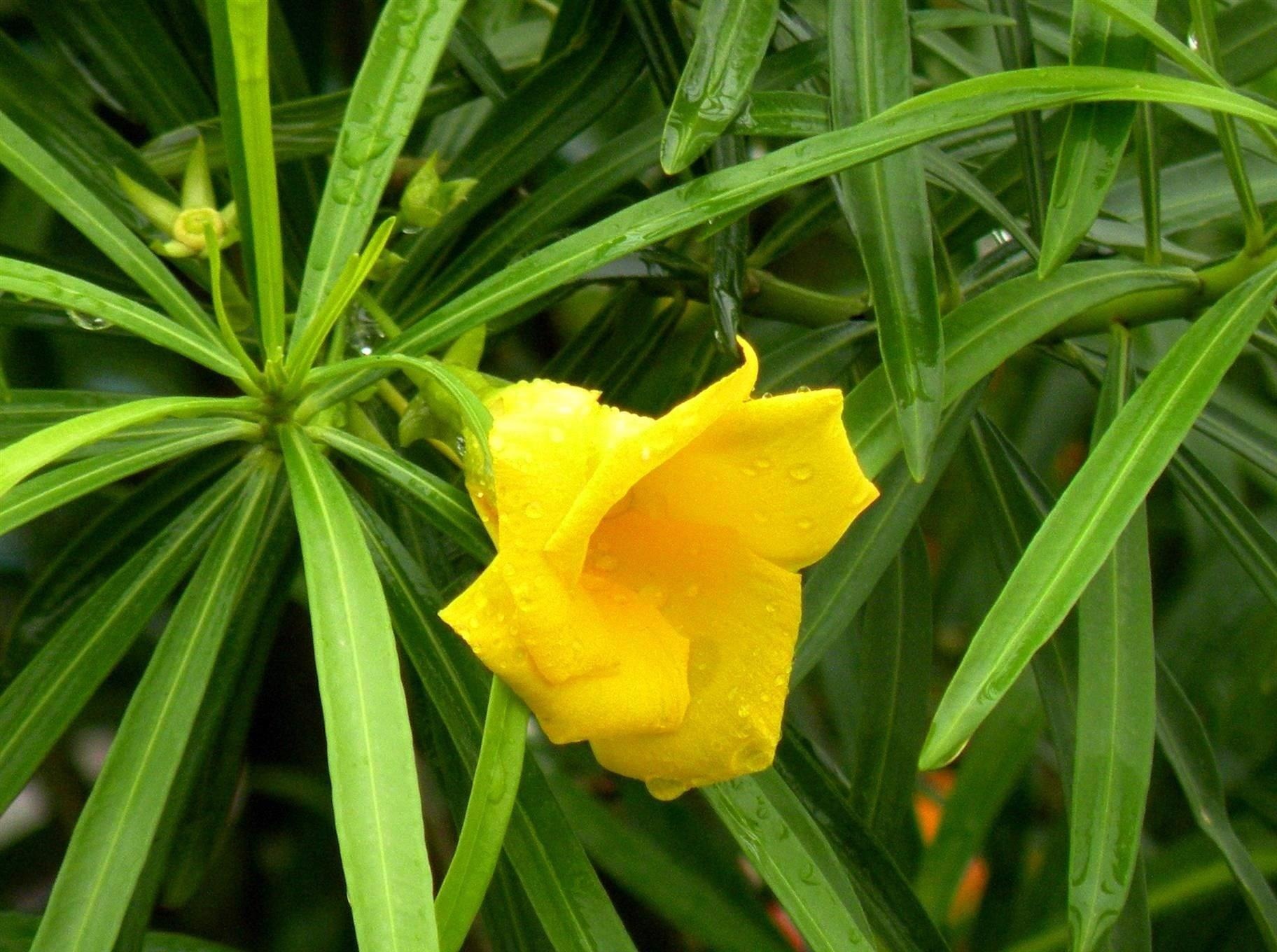 Cây cảnh có độc ảnh 8 Cay canh co doc anh 8