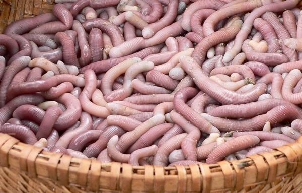 Thanh niên suýt chết vì ăn sá sùng ảnh 1 Thanh nien suyt chet vi an sa sung anh 1