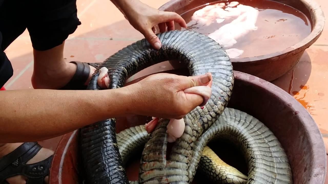 Loai ran doc nhat anh 6