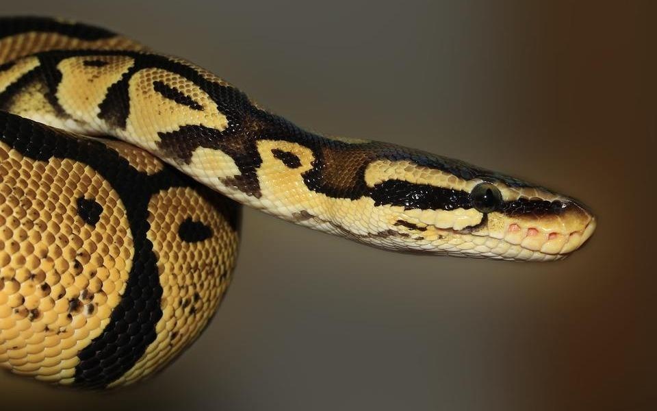 Loai ran nao doc nhat hanh tinh? hinh anh