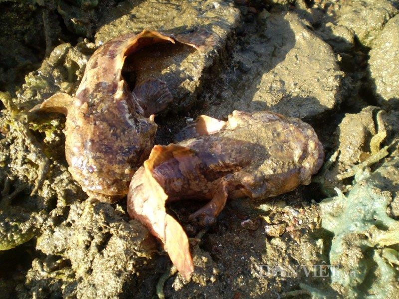 Động vật có nọc độc nguy hiểm nhất ảnh 8 Dong vat co noc doc nguy hiem nhat anh 8