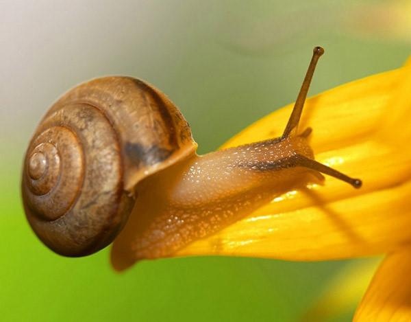 Động vật có nọc độc nguy hiểm nhất ảnh 6 Dong vat co noc doc nguy hiem nhat anh 6