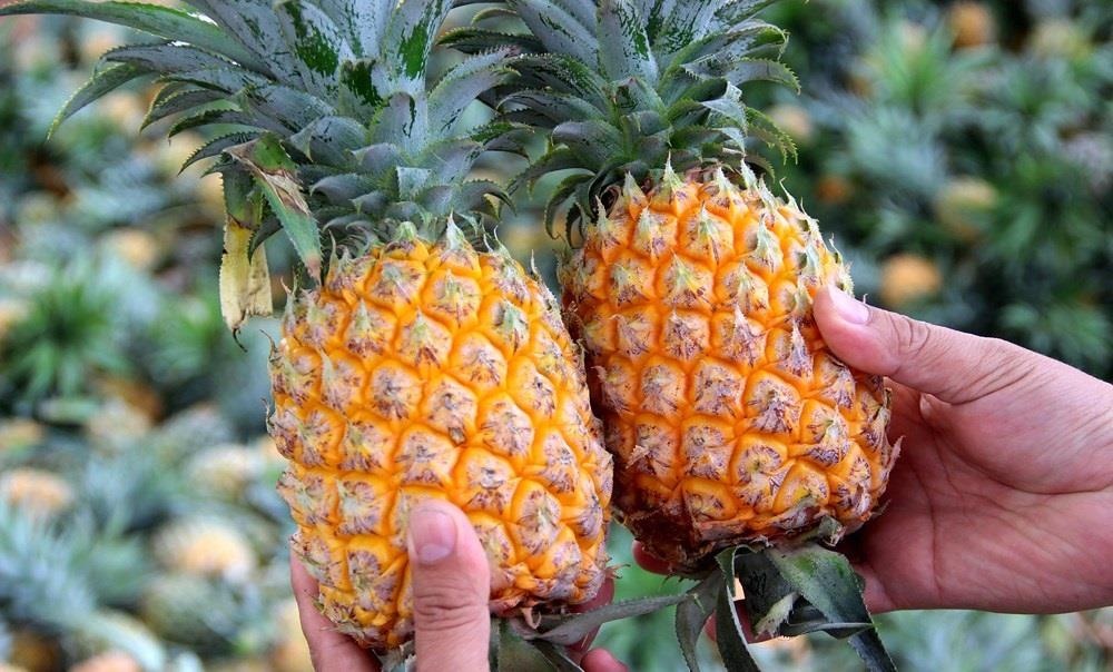 Ai không nên ăn dứa ảnh 8 Ai khong nen an dua anh 8