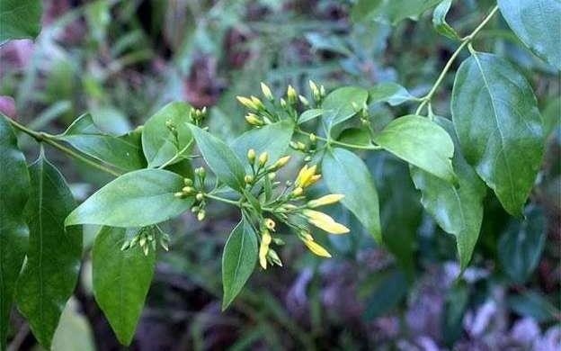 Gian nguoi yeu, nam thanh nien an la ngon tu tu hinh anh