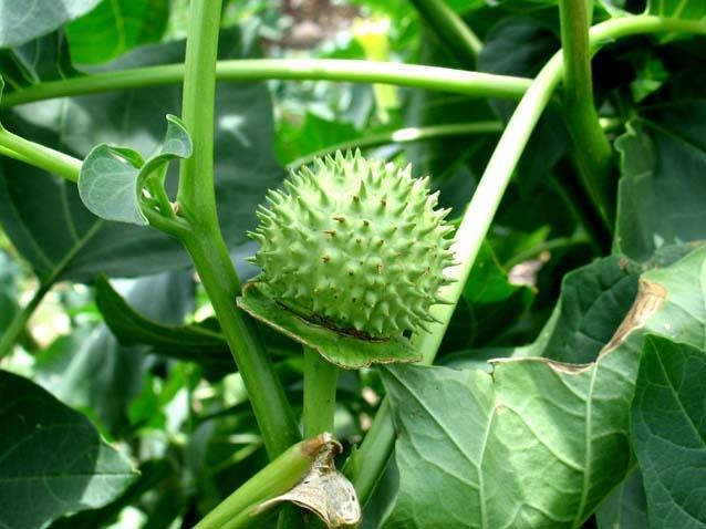 Ca nha di cap cuu sau khi an canh ca doc duoc hinh anh