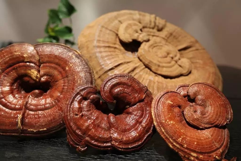 nấm linh chi ảnh 1 nam linh chi anh 1