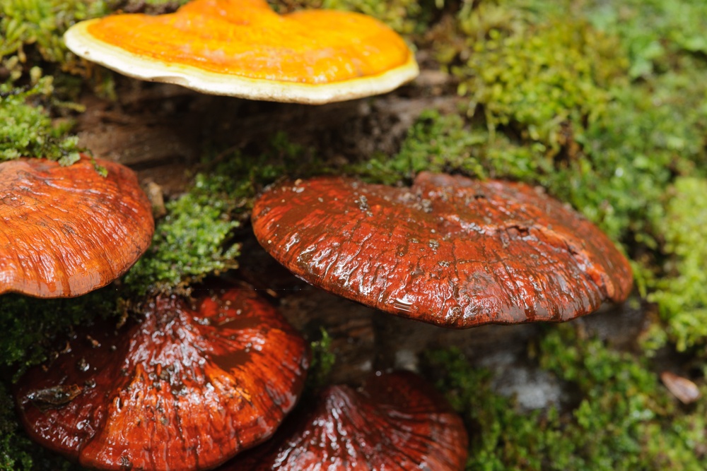 nấm linh chi ảnh 2 nam linh chi anh 2