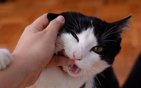 Nguoi dan ong o Ca Mau tu vong sau 3 thang bi meo can hinh anh