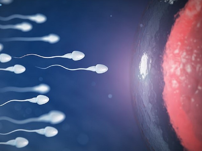 bí mật về tinh trùng ảnh 4 bi mat ve tinh trung anh 4