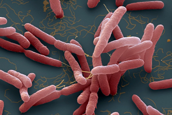 Lây nhiễm bệnh Whitmore ảnh 1 Lay nhiem benh Whitmore anh 1