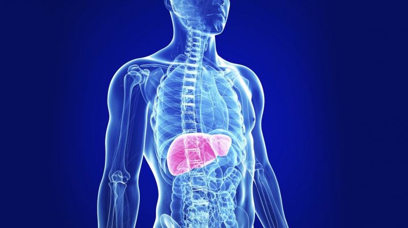 cat bo buong trung anh 4