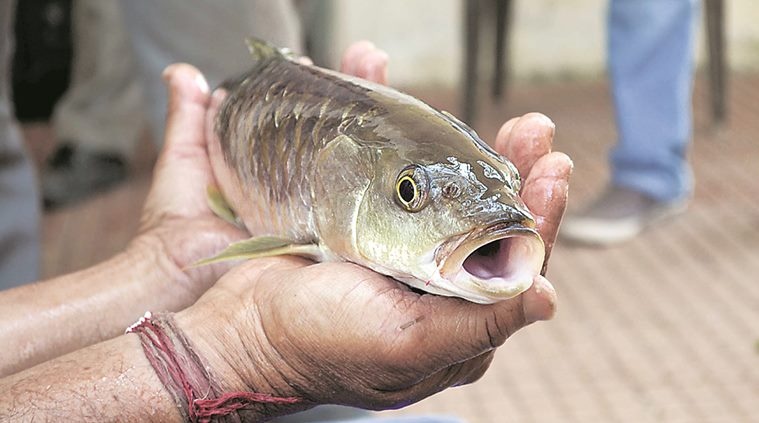 Dieu cam ky khi an ca anh 6