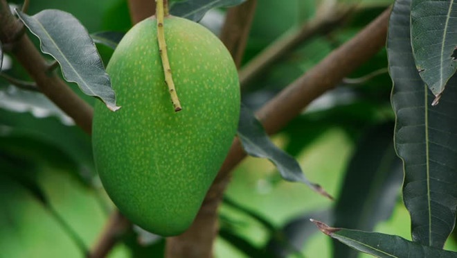 Khi nao khong nen an xoai anh 6