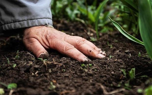 Mau dat tai gia dinh co 3 tre chet chua khuan Whitmore hinh anh