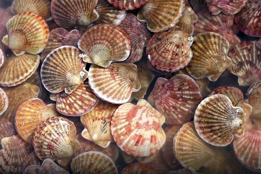 Thuc pham gay chet nguoi anh 5