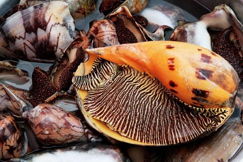 oc co the gay chet nguoi neu an phai anh 4